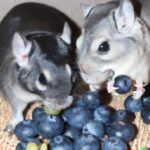 Can gerbils eat blueberries