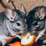 can chinchillas eat apples?