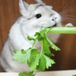 can chinchilla eat celery?