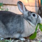 can rabbit eat cassava leaf