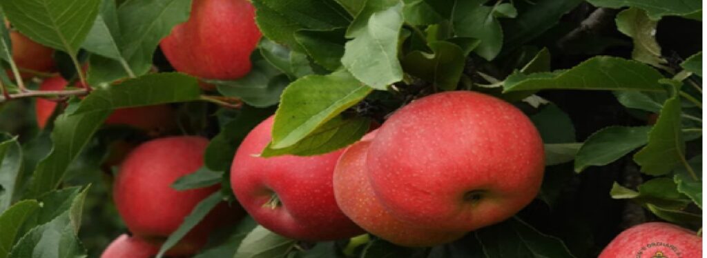 gala apples