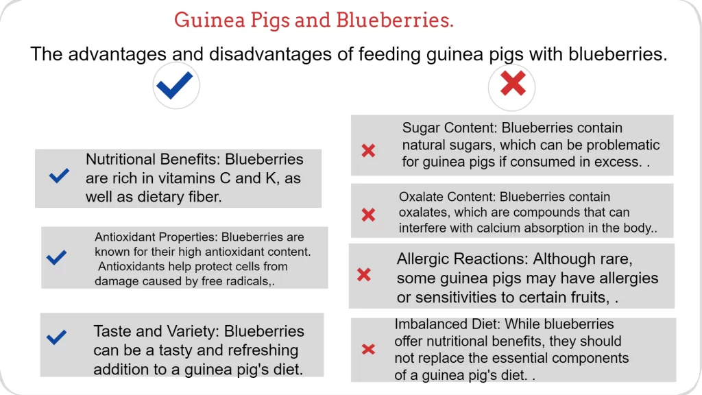 infographic on advantages and disadvantages of feeding guinea pigs blueberries