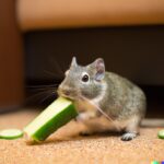 can degus eat cucumber?