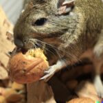 can degus eat walnut?