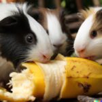 can guinea pigs eat bananas?