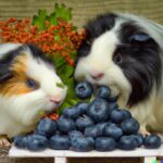 can guinea pigs eat blueberries?