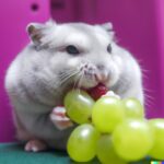 can hamsters eat grapes?