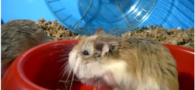 hamsters as pets