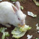 Can a Rabbit Eat Cabbage?